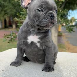 French Bulldog Puppies from OMG FRENCHIES