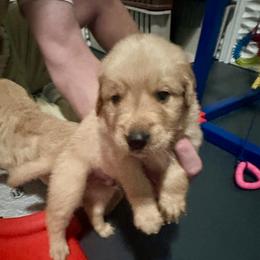 Orange Collar - Golden male Golden Retriever puppy in Tulsa, Oklahoma from Triple J Goldens, LLC