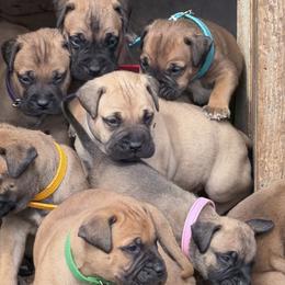 2 Male puppies available - Fawn male Bullmastiff puppy in Comer, Georgia from Caro Bullmastiffs