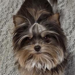 Mabel - Yorkshire Terrier