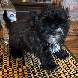 Buddy - Black and tan male Yorkshire Terrier puppy in Lafayette, Georgia from Berggipfel Yorkies