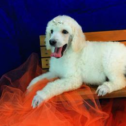 Poodle Puppies from Illini Spirit Standard Poodles