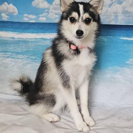 Annie - Silver female Pomsky puppy in Stover, Missouri from Lx2 County Line Pomskis