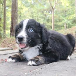 Pixel - Black tri-color female Australian Shepherd puppy in Macon, Georgia from Shaina’s Shepherds