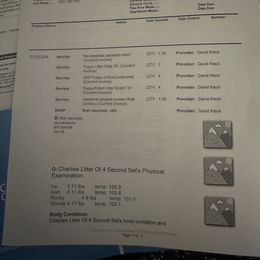 Cavalier King Charles Spaniel Puppies from AKC Cavalier King Charles spaniel Brenda’s puppies