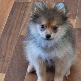 Audra 760 960-2619 - Orange sable female Pomeranian puppy in El Centro, California from BabyBooPoms