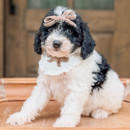Lula - Parti female Goldendoodle puppy in Iola, Texas from Supreme Doodles of Texas