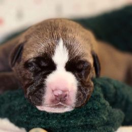 Bacardi - Gray and fawn female Cane Corso puppy in Jacksonville, North Carolina from Cor Dei Cane Corso