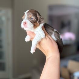 Poseidon - Chocolate male Cavapoo puppy in Spring Hill, Florida from Parisian Puppies