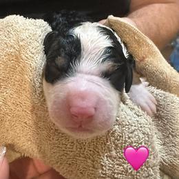 Sequoia - Tri-color female Bernedoodle puppy in Carlotta, California from Lost Coast Bernese Mountain Dogs