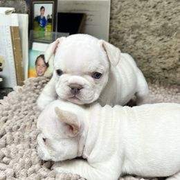 French Bulldog Puppies from Grand Frenchies