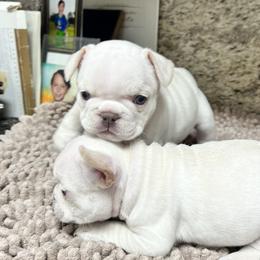French Bulldog Puppies from Grand Frenchies