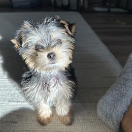 Yorkshire Terrier Puppies from Kruz Kennels