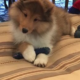 Shetland Sheepdog Puppies from Keeara’s Shetland Sheepdogs