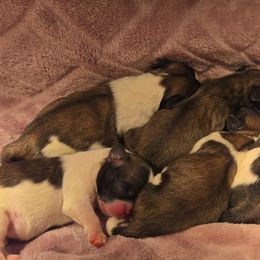 Pekingese Puppies from Sweet Pekes