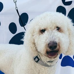 Drake - Goldendoodle