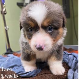 Taco - Gray and white male American Corgi puppy in Mansfield, Ohio from Moonrise corgis