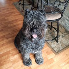 Rhea - Bouvier des Flandres