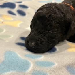 Goldendoodle and Poodle Puppies from Southern Stroll Poodles & Doodles