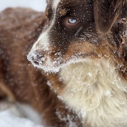 Maggie - Australian Shepherd