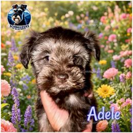 Adele - Liver female Miniature Schnauzer puppy in Spruce Pine, North Carolina from Schnauzers of Blue Ridge
