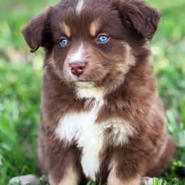 Chuck - Red tri-color male Miniature American Shepherd puppy in Smithville, Arkansas from Cooper Creek Aussies