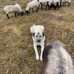 Anatolian Shepherd Dog and Kangal All Grown Up from Hidden Meadow Ranch