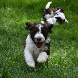 Australian Labradoodle Puppies from Frosty Hill Australian Labradoodles
