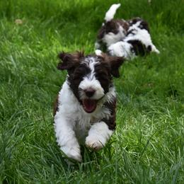 Australian Labradoodle Puppies from Frosty Hill Australian Labradoodles