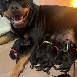 Rottweiler Puppies from CG Rottweilers