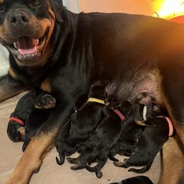 Rottweiler Puppies from CG Rottweilers
