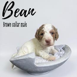 Bean - Parti male Goldendoodle puppy in Taylorsville, North Carolina from Doggone Dixie Doodles