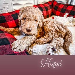 Goldendoodle Puppies from Lundee Doodles