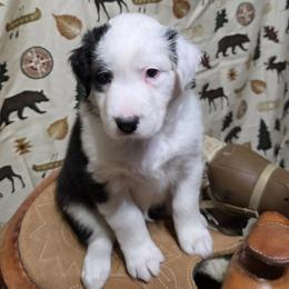 Maverick - Black tri-color male Australian Shepherd puppy in Fort Morgan, Colorado from 4B Ranch & Livestock, LLC