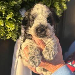 Red boy - Parti male Miniature Schnauzer puppy in Oneonta, Alabama from Murphree Valley Kennels