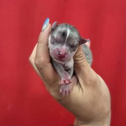 Rye - Merle female Pomsky puppy in Mc Callsburg, Iowa from SZ Rolling Acres LLC