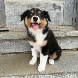 Velma - Black tri-color female Australian Shepherd puppy in El Dorado Springs, Missouri from OR Aussies