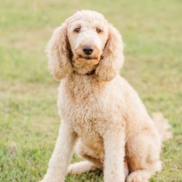 Scarlett - Goldendoodle