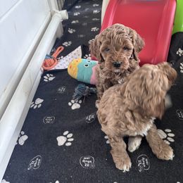 Nova - Apricot female Goldendoodle puppy in Fort Myers, Florida from Gandy’s Tails of Joy