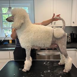Callie - Poodle