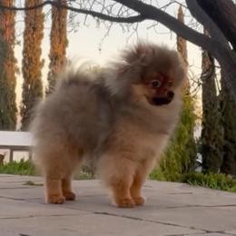 Hero - Pomeranian
