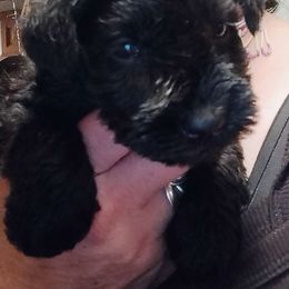 💚 Green Collar Male 💚 - Black Miniature Schnauzer puppy in Templeton, California from Zion Miniature Schnauzers