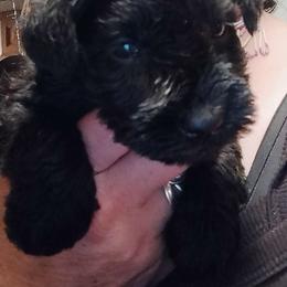 💚 Green Collar Male 💚 - Black Miniature Schnauzer puppy in Templeton, California from Zion Miniature Schnauzers