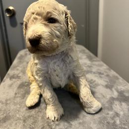 Nola - Apricot female Poodle puppy in Atlanta, Georgia from Syren House Doodles & Poodles