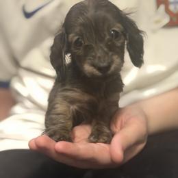 Boy 1 ONLY FILL OUT AN APPLICATION IF SERIOUS - Brindle male Dachshund puppy in Wisconsin from Sabe and Shabe’s Doxies