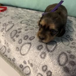 Purple girl - Sable female Dachshund puppy in Live Oak, Florida from The Weenie Herd Mom