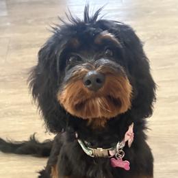 Cavapoo and Goldendoodle Puppies from Ashley's Doodles