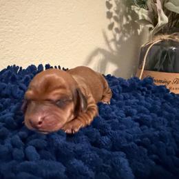 Hershey kisses - Chocolate and tan female Dachshund puppy in Bullard, Texas from Daschund Pups