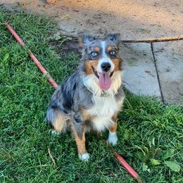 Aussiedoodle and Miniature Australian Shepherd All Grown Up from 5 B Ranch