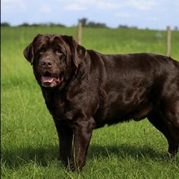 Moose - Chocolate male Labrador Retriever puppy in Ocala, Florida from Moon river Labradors